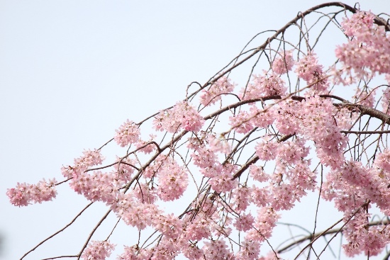 5221-14.3.31一重紅枝垂れ桜　対角線に枝.jpg